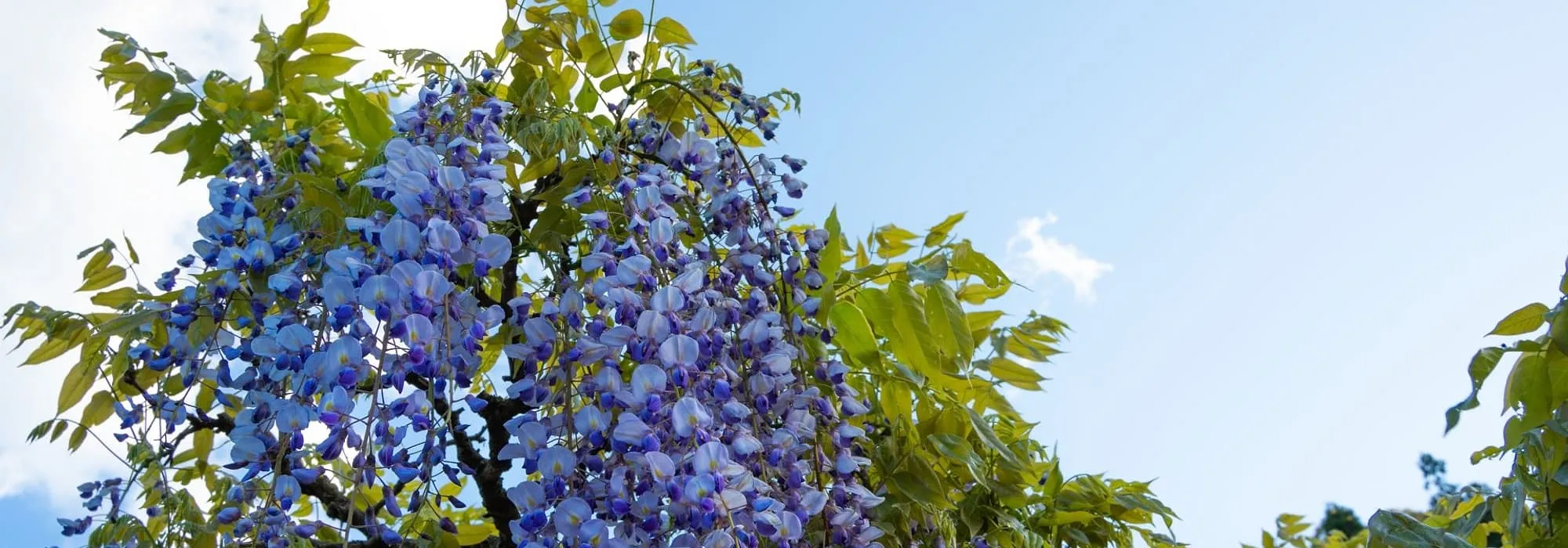 青空に咲く藤の花